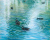 Les Canards sur le ruisseau noir