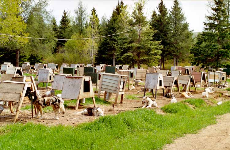 La meute et son habitat